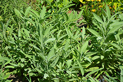 Common Sage (Salvia officinalis) at Strader's Garden Centers