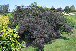 Black Lace Elder (Sambucus nigra 'Eva') at Strader's Garden Centers