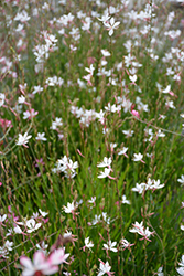 Ballerina White Gaura (Gaura lindheimeri 'Ballerina White') at Strader's Garden Centers