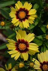 UpTick Yellow and Red Tickseed (Coreopsis 'Baluptowed') at Strader's Garden Centers