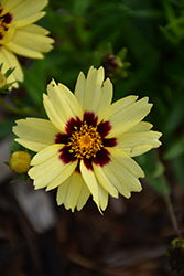 UpTick Cream and Red Tickseed (Coreopsis 'Balupteamed') at Strader's Garden Centers