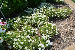 Rapido White Bellflower (Campanula carpatica 'Rapido White') at Strader's Garden Centers