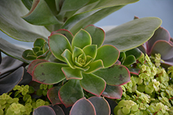 Kiwi Aeonium (Aeonium 'Kiwi') at Strader's Garden Centers