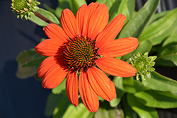 Kismet Intense Orange Coneflower (Echinacea 'TNECHKIO') at Strader's Garden Centers