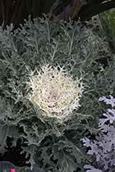 Peacock White Kale (Brassica oleracea var. acephala 'White Peacock') at Strader's Garden Centers