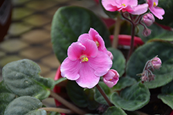 Hybrid Pink African Violet (Saintpaulia 'Hybrid Pink') at Strader's Garden Centers