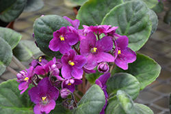 Hybrid Purple African Violet (Saintpaulia 'Hybrid Purple') at Strader's Garden Centers