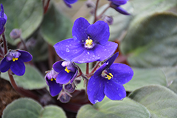Hybrid Blue African Violet (Saintpaulia 'Hybrid Blue') at Strader's Garden Centers