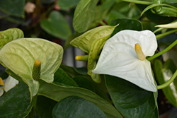Sierra White Anthurium (Anthurium 'Sierra White') at Strader's Garden Centers