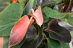 Pink Champion Anthurium (Anthurium 'Pink Champion') at Strader's Garden Centers
