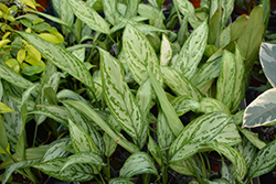 Silver King Chinese Evergreen (Aglaonema 'Silver King') at Strader's Garden Centers
