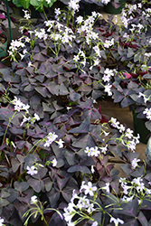 Purple Shamrock (Oxalis triangularis) at Strader's Garden Centers