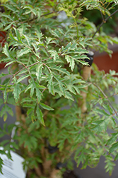 Ming Aralia (Polyscias fruticosa) at Strader's Garden Centers