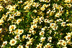 UpTick Cream and Red Tickseed (Coreopsis 'Balupteamed') at Strader's Garden Centers
