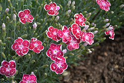 Fire And Ice Pinks (Dianthus 'Fire And Ice') at Strader's Garden Centers