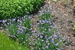 Lucerne Blue-Eyed Grass (Sisyrinchium angustifolium 'Lucerne') at Strader's Garden Centers