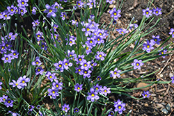 Lucerne Blue-Eyed Grass (Sisyrinchium angustifolium 'Lucerne') at Strader's Garden Centers