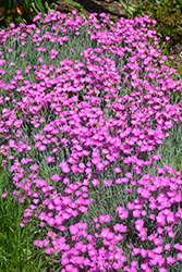 Firewitch Pinks (Dianthus gratianopolitanus 'Firewitch') at Strader's Garden Centers