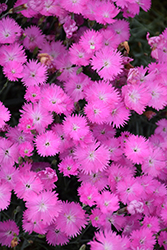 Firewitch Pinks (Dianthus gratianopolitanus 'Firewitch') at Strader's Garden Centers