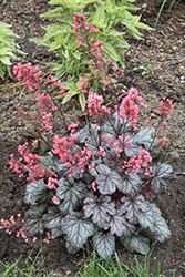 Timeless Treasure Coral Bells (Heuchera 'Timeless Treasure') at Strader's Garden Centers