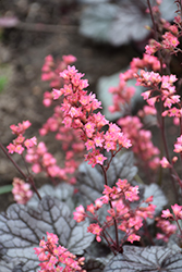 Timeless Treasure Coral Bells (Heuchera 'Timeless Treasure') at Strader's Garden Centers