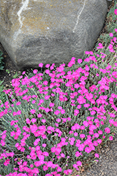 Firewitch Pinks (Dianthus gratianopolitanus 'Firewitch') at Strader's Garden Centers