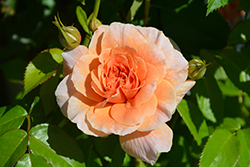 At Last Rose (Rosa 'HORCOGJIL') at Strader's Garden Centers