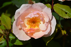 Peachy Knock Out Rose (Rosa 'Radgor') at Strader's Garden Centers
