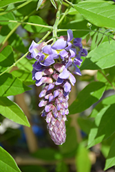 Amethyst Falls Wisteria (Wisteria frutescens 'Amethyst Falls') at Strader's Garden Centers