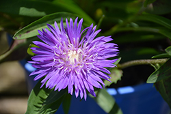 Honeysong Purple Aster (Stokesia laevis 'Honeysong Purple') at Strader's Garden Centers