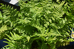 Robust Male Fern (Dryopteris x complexa) at Strader's Garden Centers
