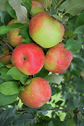 Honeycrisp Apple (Malus 'Honeycrisp') at Strader's Garden Centers
