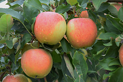 Gala Apple (Malus 'Gala') at Strader's Garden Centers