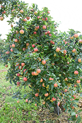 Gala Apple (Malus 'Gala') at Strader's Garden Centers