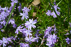 Blue Hills Moss Phlox (Phlox subulata 'Blue Hills') at Strader's Garden Centers
