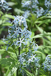 Narrow-Leaf Blue Star (Amsonia hubrichtii) at Strader's Garden Centers