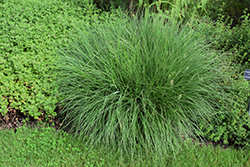 Little Bunny Dwarf Fountain Grass (Pennisetum alopecuroides 'Little Bunny') at Strader's Garden Centers