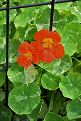 Scarlet Gleam Nasturtium (Tropaeolum majus 'Scarlet Gleam') at Strader's Garden Centers