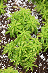 Peperomia axillaris (Peperomia axillaris) at Strader's Garden Centers