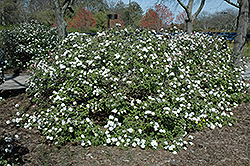 Compact Koreanspice Viburnum (Viburnum carlesii 'Compactum') at Strader's Garden Centers