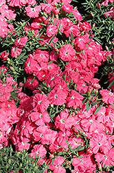 Diana Pink Dianthus (Dianthus chinensis 'Diana Pink') at Strader's Garden Centers