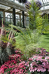 Majesty Palm (Ravenea rivularis) at Strader's Garden Centers