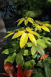 Amate Soleil Schefflera (Schefflera actinophylla 'Amate Soleil') at Strader's Garden Centers
