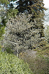 Allegheny Serviceberry (Amelanchier laevis) at Strader's Garden Centers