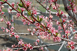 Redhaven Peach (Prunus persica 'Redhaven') at Strader's Garden Centers
