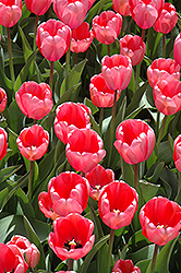 Pink Impression Tulip (Tulipa 'Pink Impression') at Strader's Garden Centers