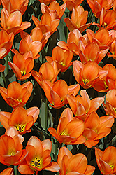 Orange Emperor Tulip (Tulipa 'Orange Emperor') at Strader's Garden Centers