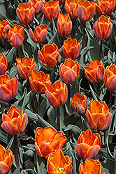 Princess Irene Tulip (Tulipa 'Princess Irene') at Strader's Garden Centers