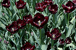 Queen of the Night Tulip (Tulipa 'Queen of the Night') at Strader's Garden Centers