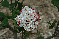 Cayuga Viburnum (Viburnum x carlcephalum 'Cayuga') at Strader's Garden Centers